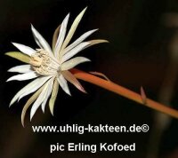 Epiphyllum spec. Aqua Santa 30 km nach Senador Mourão -> Aqua Santa, Minas Gerais, Brasil