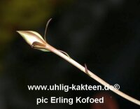 Epiphyllum spec. Aqua Santa 30 km nach Senador Mourão -> Aqua Santa, Minas Gerais, Brasil