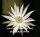 Epiphyllum spec. Aqua Santa 30 km nach Senador Mourão -> Aqua Santa, Minas Gerais, Brasil