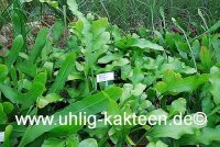 Epiphyllum thomasianum