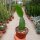 Epiphyllum thomasianum