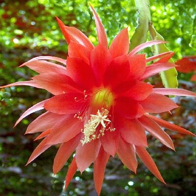 Epiphyllum-Hybr. Abendsonne