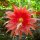Epiphyllum-Hybr. Abendsonne