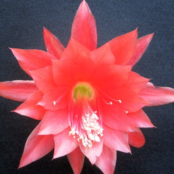 Epiphyllum-Hybr. Ackermann oder Blattkaktus Phyllocactus | Blüte oran