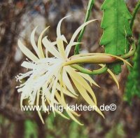 Epiphyllum-Hybr. Agathe Paetz