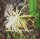 Epiphyllum-Hybr. Agathe Paetz