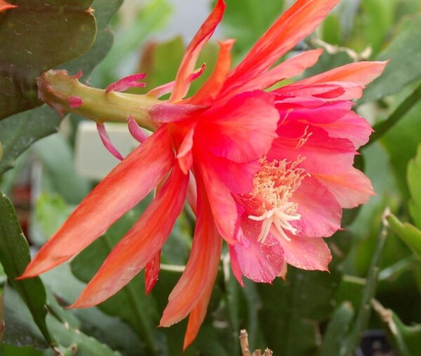 Epiphyllum-Hybr. Almrausch PE 107