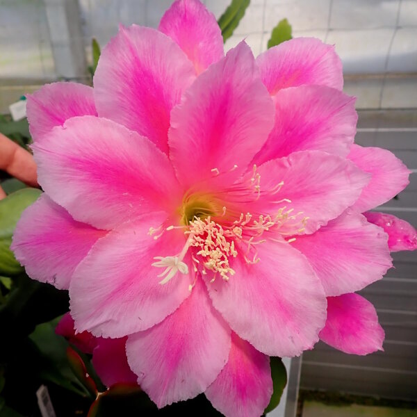 Epiphyllum-Hybr. Ambrosia