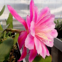Epiphyllum-Hybr. Ambrosia