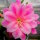 Epiphyllum-Hybr. Ambrosia