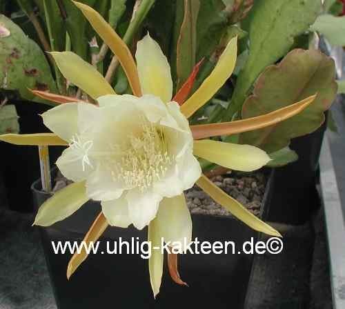 Epiphyllum-Hybr. Andenken a. Bahnmeister O. Knebel