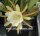 Epiphyllum-Hybr. Andenken a. Bahnmeister O. Knebel