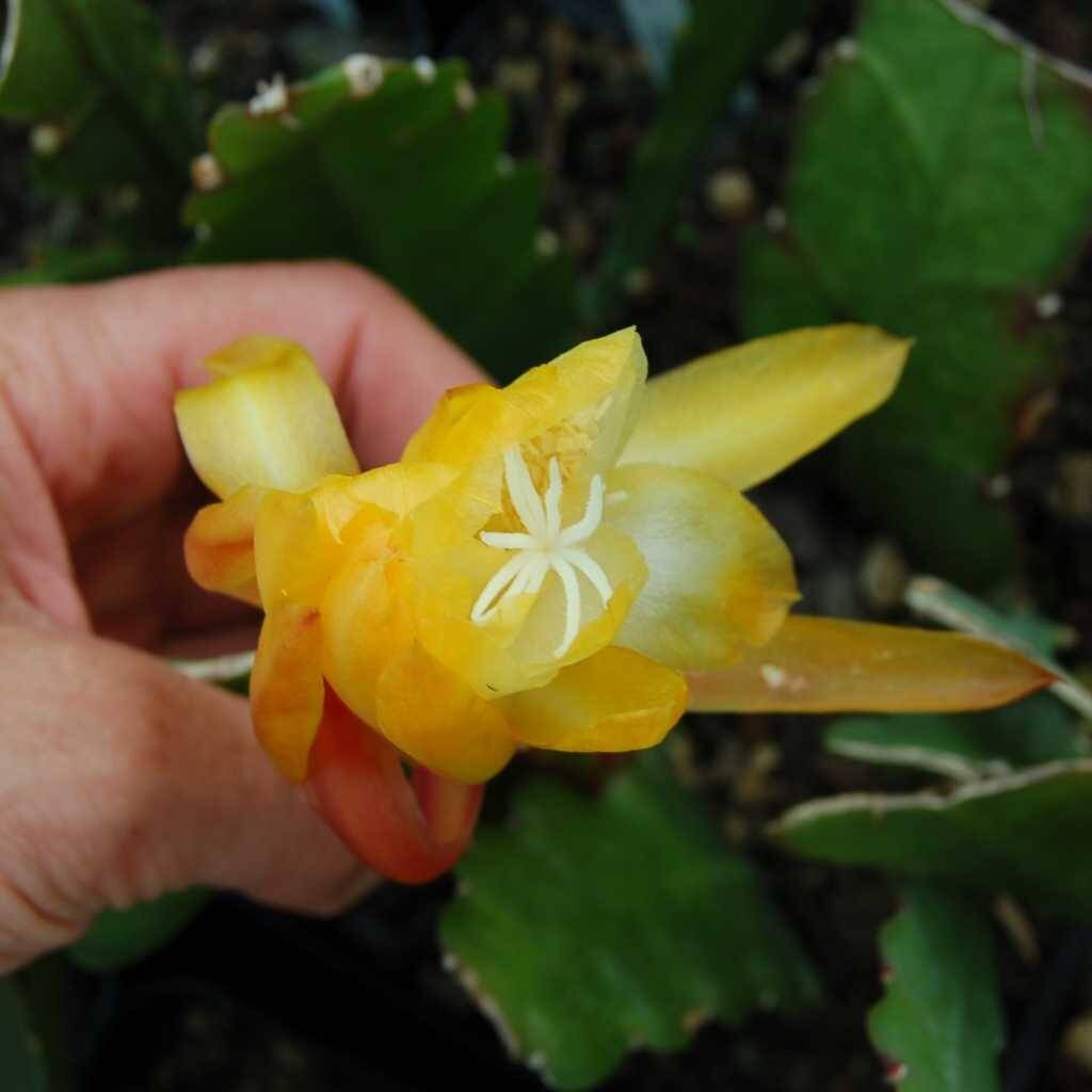 Epiphyllum-Hybr. Andromeda oder Blattkaktus Phyllocactus | Blüte weiß ...