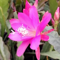 Epiphyllum-Hybr. Annika Paetz