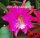 Epiphyllum-Hybr. Annika Paetz