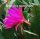 Epiphyllum-Hybr. Annika Paetz