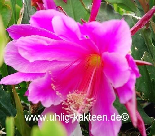 Epiphyllum-Hybr. Astronaut oder Blattkaktus Phyllocactus | Blüte mage