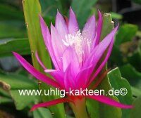 Epiphyllum-Hybr. Bella Paetz