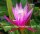 Epiphyllum-Hybr. Bella Paetz