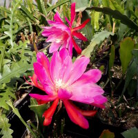 Epiphyllum-Hybr. Bester von Allen