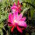 Epiphyllum-Hybr. Bester von Allen