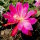 Epiphyllum-Hybr. Bester von Allen