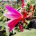 Epiphyllum-Hybr. Bester von Allen