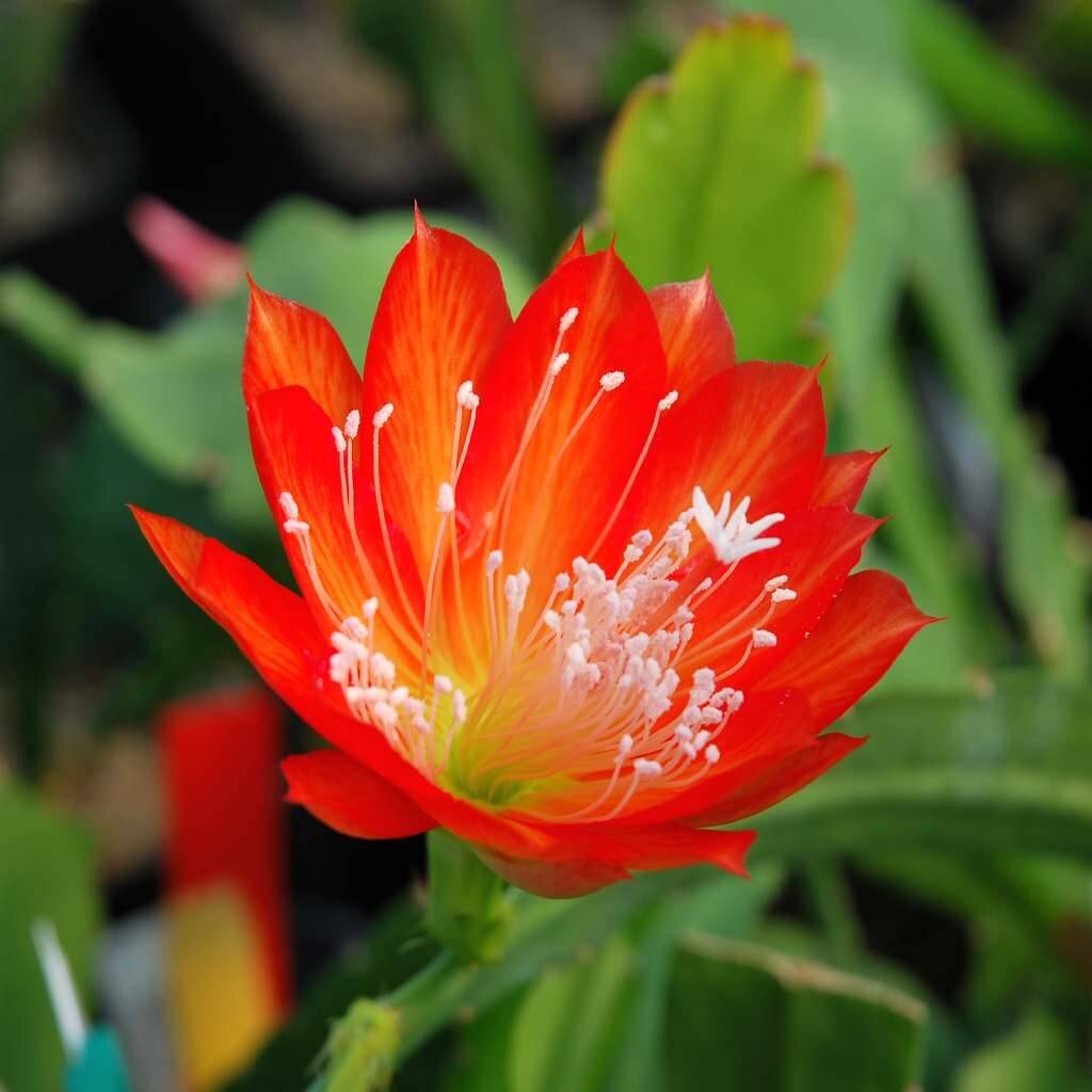 Epiphyllum-Hybr. Bianka Paetz oder Blattkaktus Phyllocactus | Blüte m