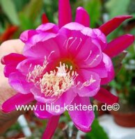 Epiphyllum-Hybr. Big Horn