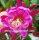 Epiphyllum-Hybr. Big Horn