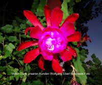 Epiphyllum-Hybr. Blacklight