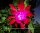 Epiphyllum-Hybr. Blacklight