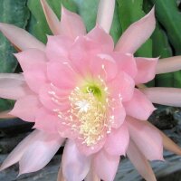 Epiphyllum-Hybr. Blume von Hawaii