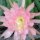 Epiphyllum-Hybr. Blume von Hawaii