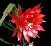 Epiphyllum-Hybr. Bob Grimshaw