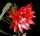 Epiphyllum-Hybr. Bob Grimshaw