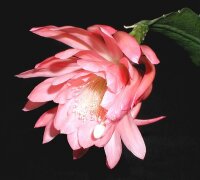 Epiphyllum-Hybr. Bohemienne