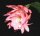 Epiphyllum-Hybr. Bohemienne