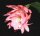 Epiphyllum-Hybr. Bohemienne