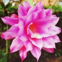 Epiphyllum-Hybr. Bolero