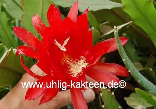 Epiphyllum-Hybr. Bruin