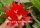 Epiphyllum-Hybr. Bruin