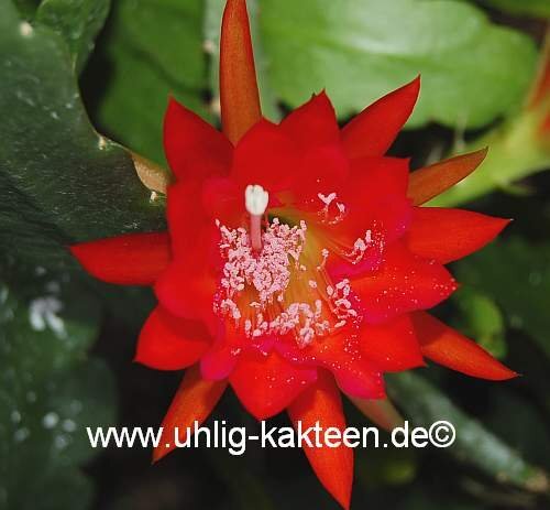 Epiphyllum-Hybr. Bruno Foerster