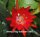 Epiphyllum-Hybr. Bruno Foerster