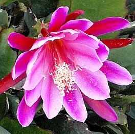 Epiphyllum-Hybr. C.P. Sherly