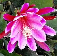 Epiphyllum-Hybr. C.P. Sherly