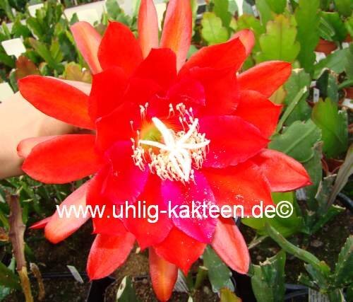 Epiphyllum-Hybr. Cadiz
