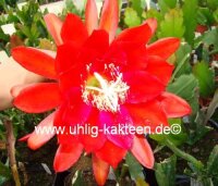 Epiphyllum-Hybr. Cadiz
