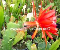 Epiphyllum-Hybr. Cadiz