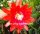 Epiphyllum-Hybr. Cadiz